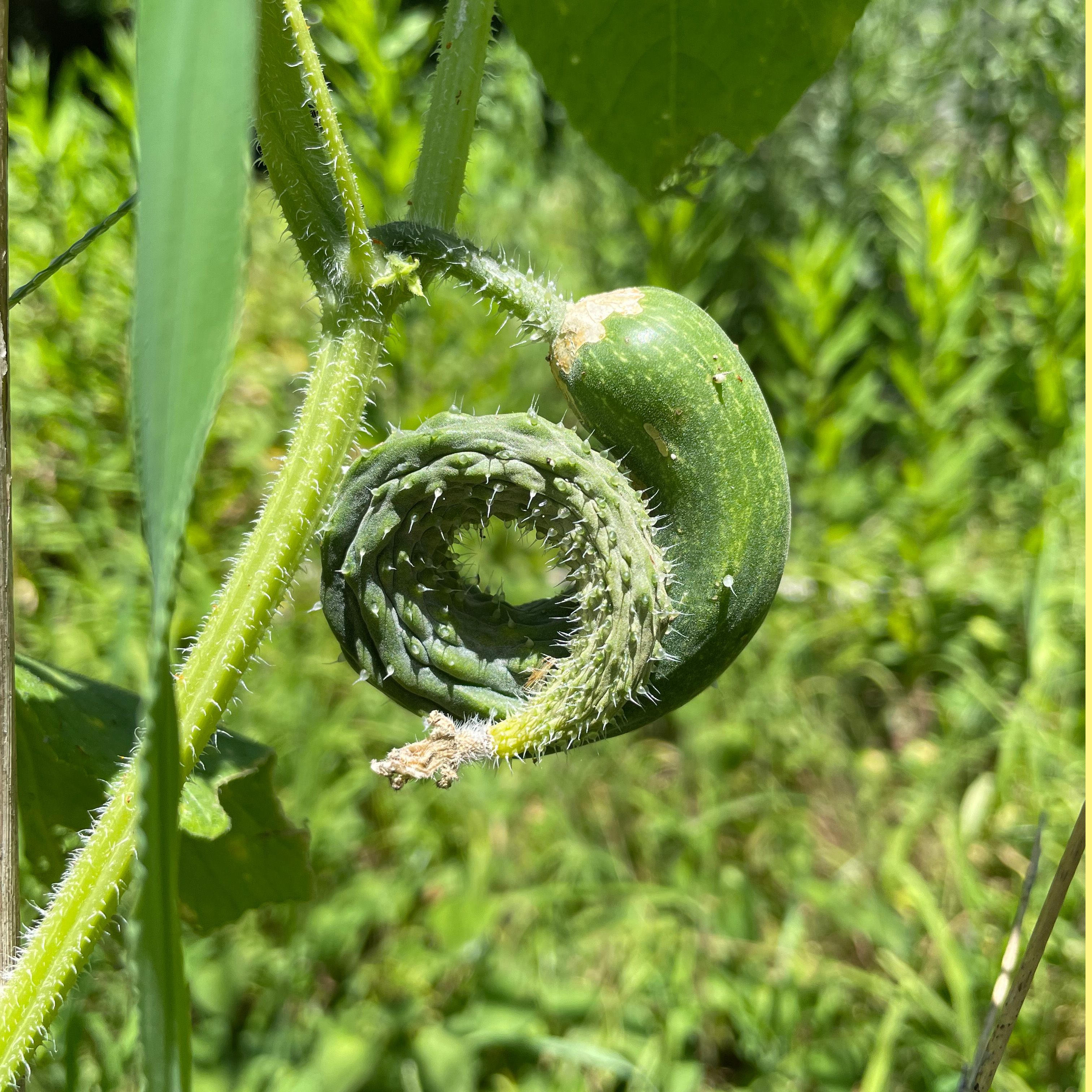 野菜